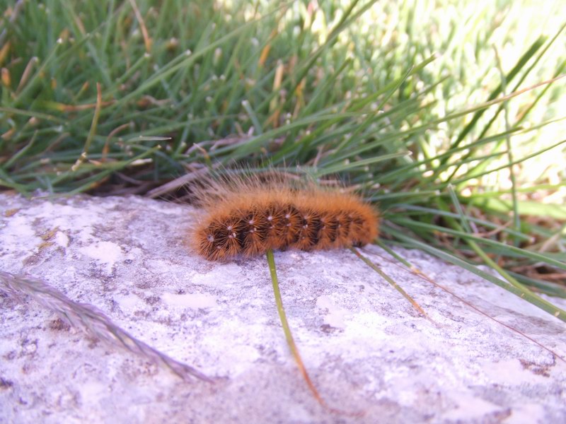 Lepidotterame reatino